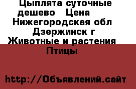 Цыплята суточные дешево › Цена ­ 60 - Нижегородская обл., Дзержинск г. Животные и растения » Птицы   